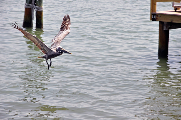 pelican flying